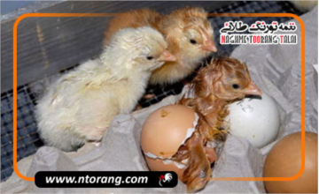 چالش‌های پرورش جوجه‌های تازه هچ شده و راهکارهای موفقیت‌آمیز